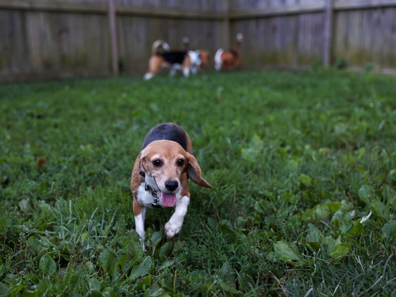 The Beagle is a specialist in hunting rabbits and hares, chasing and following them down burrows. Even if there's no sign of a single rabbit in your garden, they'll probably still dig it up to make doubly sure.