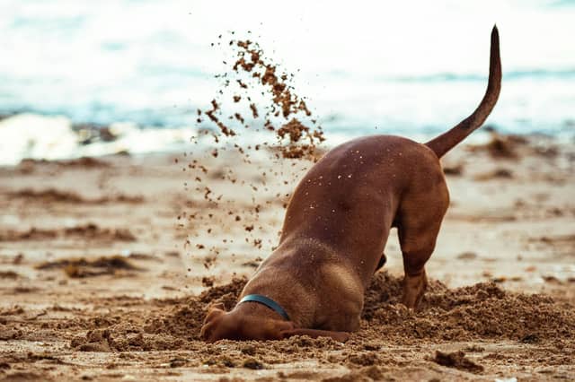 Can you dig it?