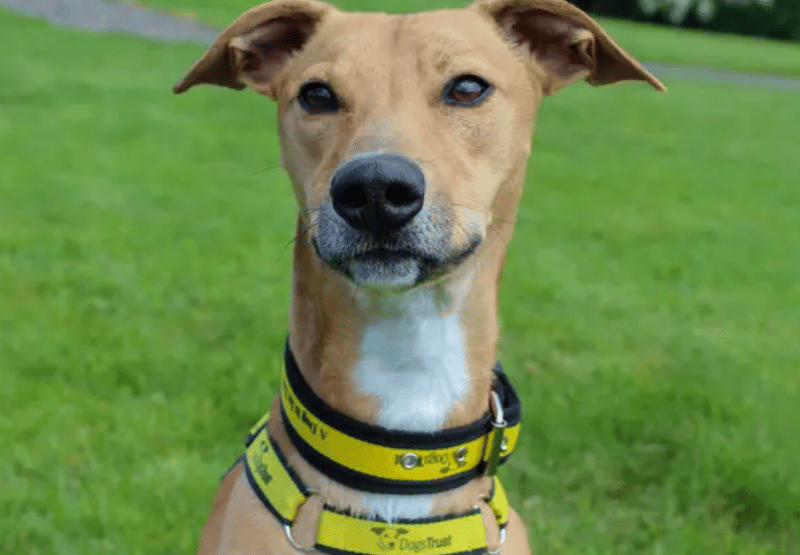 Bailey is looking for an active, fun-loving home that’s ready for a young dog full of energy, enthusiasm, and personality! At just two-years-old, he’s still very much a playful boy who will thrive with adopters who are happy to continue his training and help guide him as he matures. He would suit a home with older teens who can understand when he’s feeling a little over-excited and give him support and space when needed.