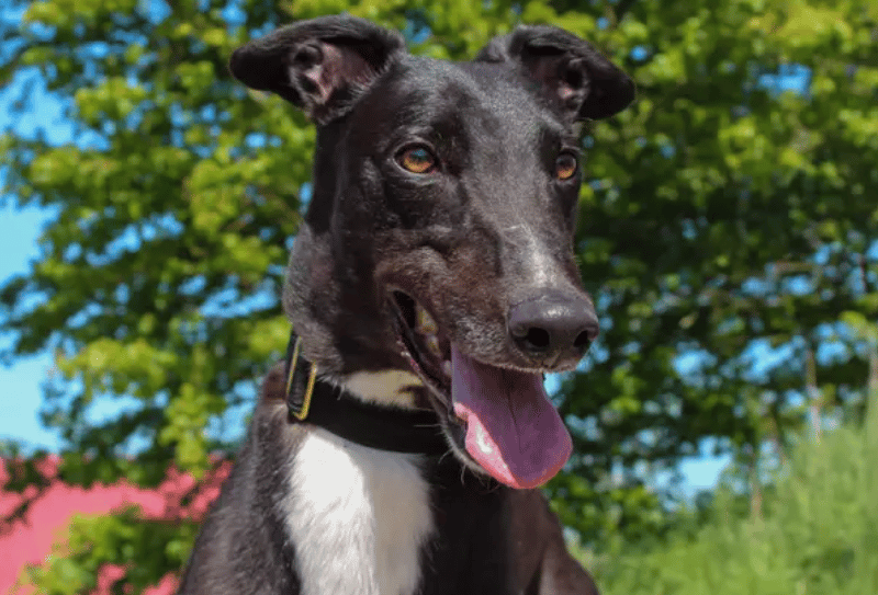 Delly is looking for a kind, loving home where he can be part of the family and enjoy plenty of company. He would be best suited to a home with secondary school aged children, who can understand his needs and enjoy his playful, affectionate nature. He would love to share his home with a calm, well-matched dog of a similar size, who can be a gentle companion and help him settle into home life.