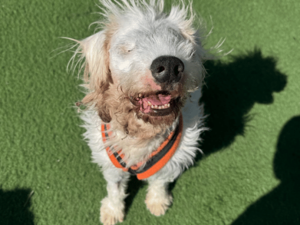 "Laurie is completely blind! Special home required for our special boy Laurie. Sadly Laurie lost his vision shortly after arriving and is learning how to navigate life in a new way. He would love to adjust to a home where he has access to a relaxing space, be spoiled with toys and relax in a secure private garden. Laurie is understandably worried when meeting new people and does not like over handling, so a calm and understanding hands off home is essential for our boy to thrive. If you are open minded and willing to adapt for this wonderful boy please enquire. Laurie cannot live with other pets or children."
 - https://www.thornberryanimalsanctuary.org/animals/laurie/