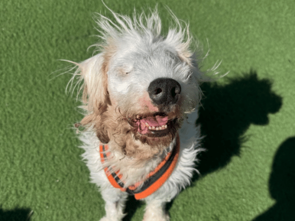 "Laurie is completely blind! Special home required for our special boy Laurie. Sadly Laurie lost his vision shortly after arriving and is learning how to navigate life in a new way. He would love to adjust to a home where he has access to a relaxing space, be spoiled with toys and relax in a secure private garden. Laurie is understandably worried when meeting new people and does not like over handling, so a calm and understanding hands off home is essential for our boy to thrive. If you are open minded and willing to adapt for this wonderful boy please enquire. Laurie cannot live with other pets or children."
- https://www.thornberryanimalsanctuary.org/animals/laurie/