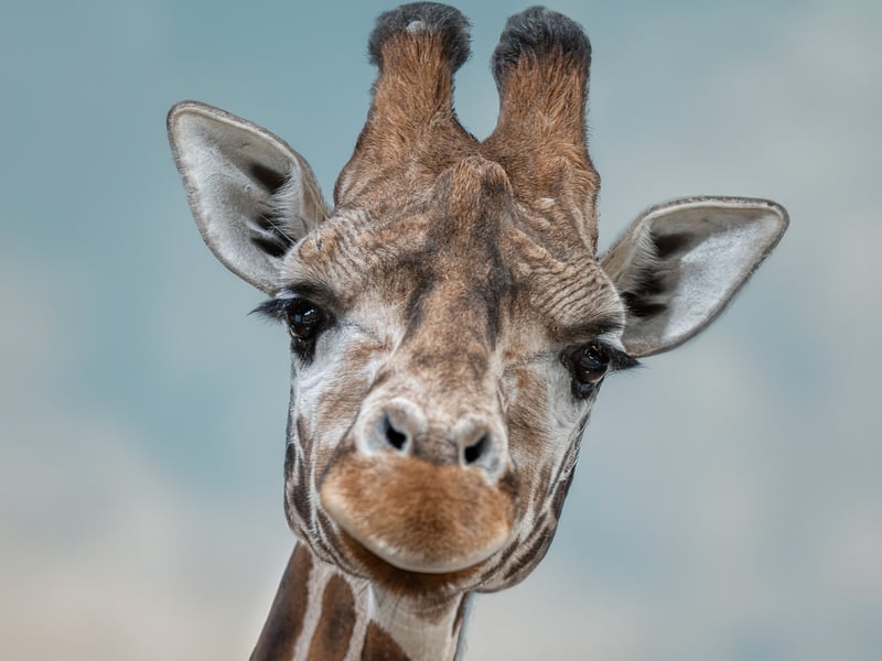 Blackpool Zoo has officially opened its new £500,000 Kidepo Trail development at Giraffe Heights as part of its ongoing investment in immersive and conservation-led habitats.