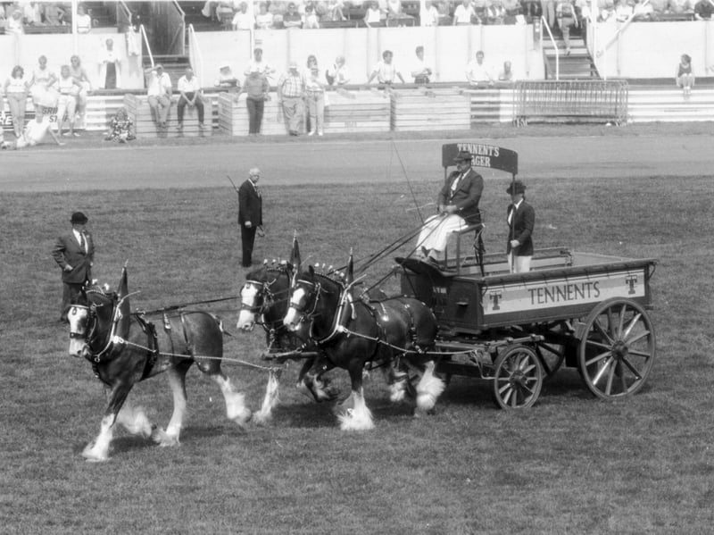 Three horses from the Tennent's brewery, in a formation known as the 'unicorn hitch', take part in the heavy horse competition at the Royal Highland Show, held at Ingliston showground in Edinburgh, in June 1989