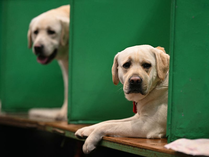 The Labrador Retriever is the UK's most popular breed of dog but, as anybody who has ever owned one will know, they also have the potential to be the naughtiest. It's difficult to stay angry at them for long though, because they are adorable and always seem very sorry...before they do it again.