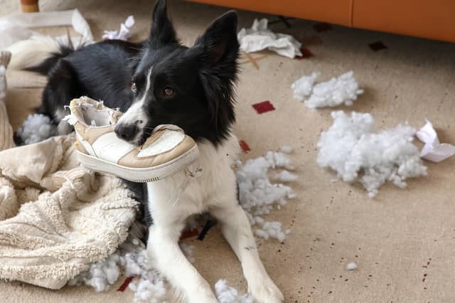 Some dog breeds seem to have naughtiness woven into their very DNA.