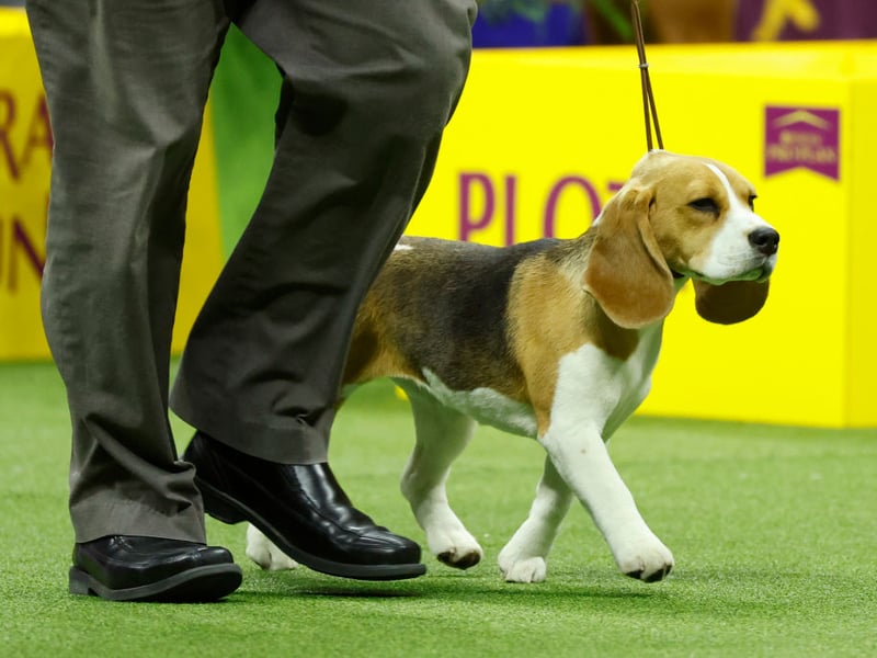 They look like butter wouldn't melt in their mouths, but turn your back on a Beagle for a second and they'll pinch your dinner right off the kitchen counter. These are dogs that are ruled by their nose - and all obedience training will be forgotten the moment they pick up an interesting scent.