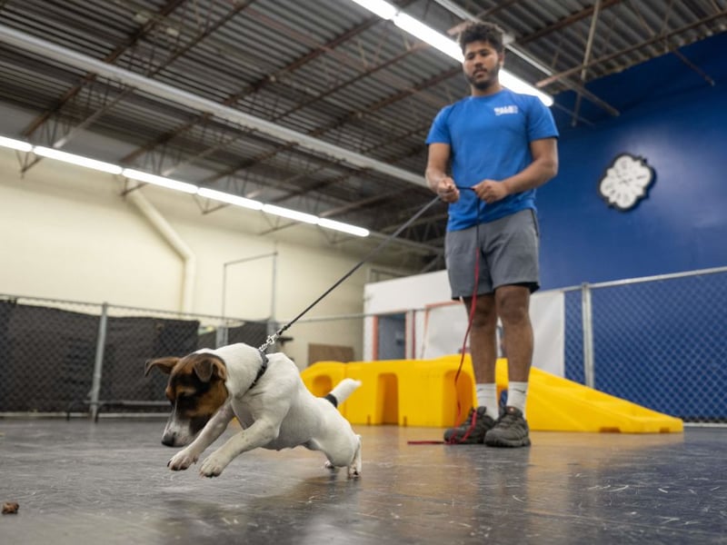 A well-entertained Jack Russell Terrier who receives plenty of exercise and entertainment will be the perfect companion. Leave one alone for too long though and it will get bored - with every chance that it will go into full-on destruction mode. Nothing will be safe.