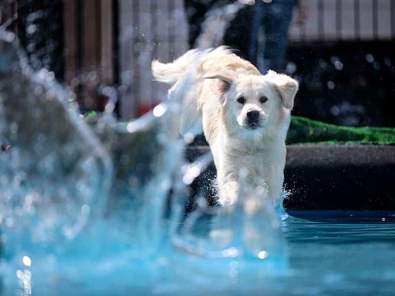 What's true of a Labrador Retriever usually also holds true for Golden Retrievers - and that's certainly true when it comes to behaviour. They have a habit of chewing, sometimes well beyond puppyhood, and no unsecured food is safe in their presence.