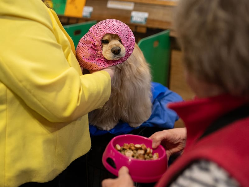 Some dogs grow out of being naughty, but Cocker Spaniels are perpetual puppies who maintain a youthful exhuberance that sometimes gets them into trouble.