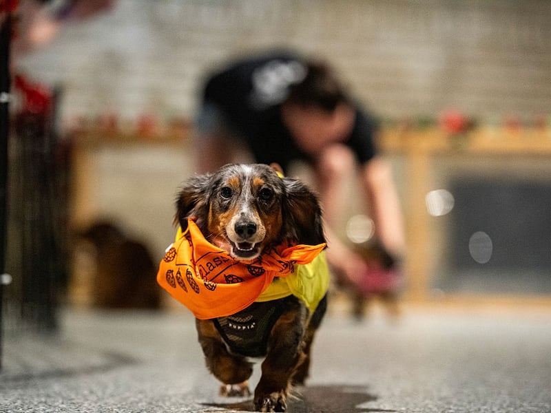They are undeniably one of the cutest breeds of dog, but the Dachshund is known for being incredibly willful. Good luck getting this dog to do something it doesn't want to do.