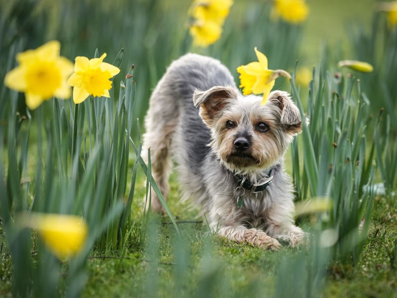 Yorkies may be tiny, but they possess huge personalities. Their stubbornness, territorial barking, jealousy, and fearless confrontations with larger animals often surprise owners expecting quiet, delicate lapdogs instead at home.