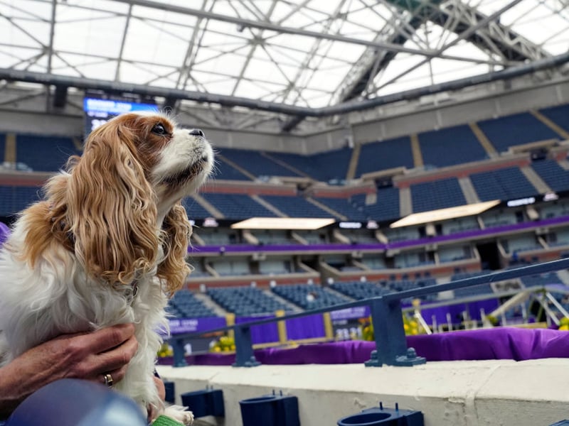 In fairness to the Cavalier King Charles Spaniel they are a breed that often grow out of their naughtiness. Take your eye off a King Charles puppy though, and all bets are off.