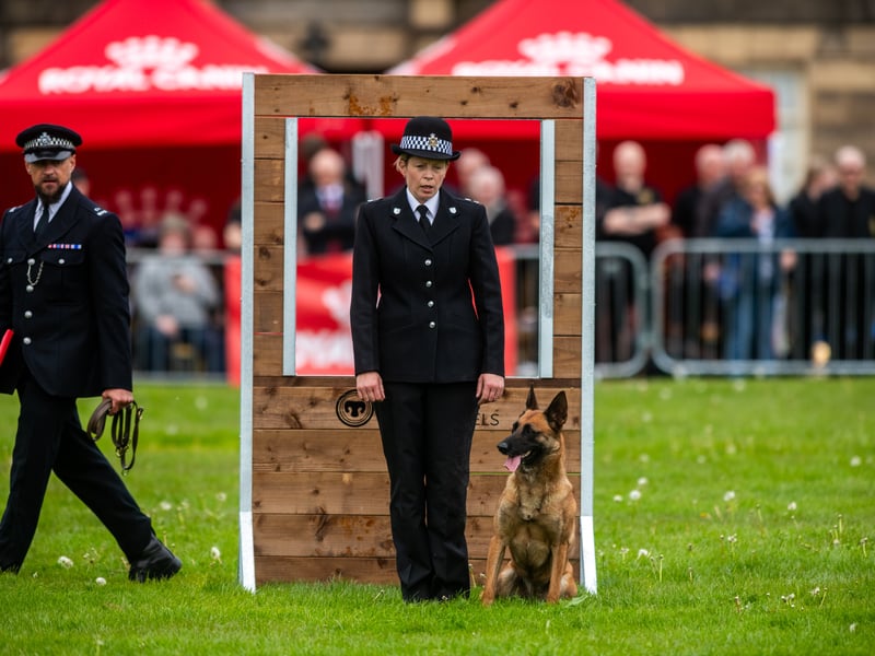 The prestigious event brings together the UK’s top police dog teams to showcase their skills.