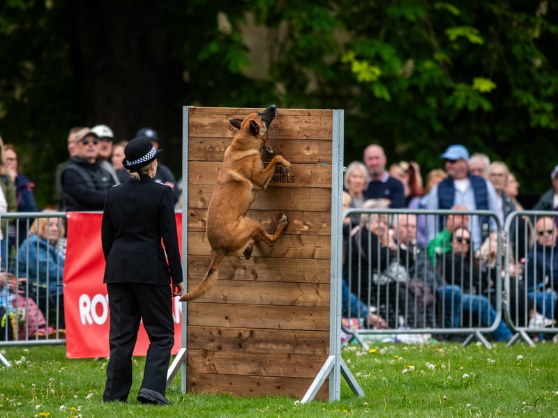 Police dog Raven flies up the obstacle.