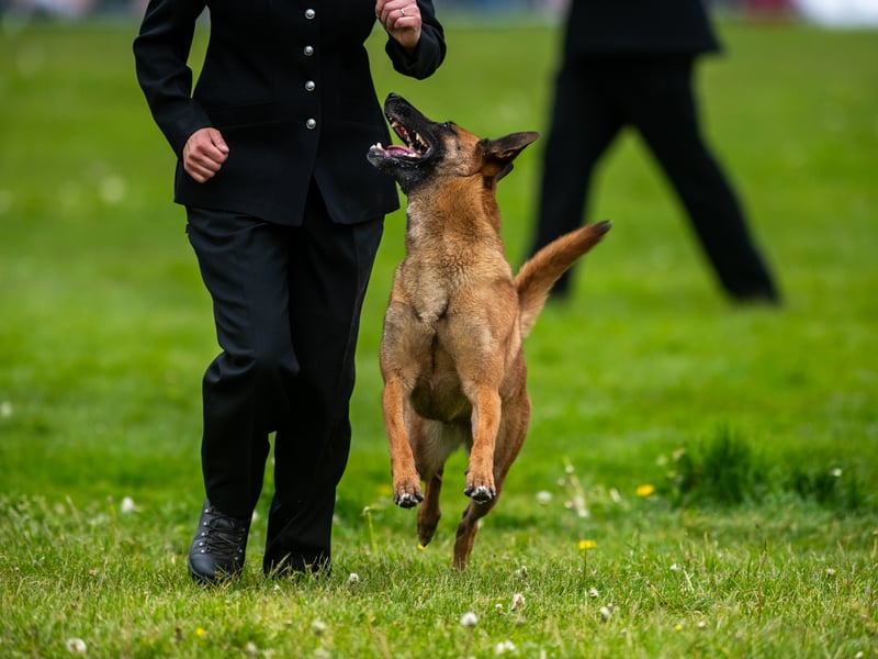 Police dog Raven has eyes only for his handler, PC Claire Harrison, from Sussex Police Force.