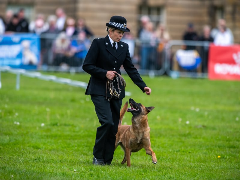 The competition saw a total of 21 police dogs and handlers from forces across the country.