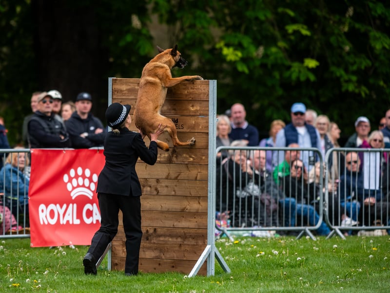 PC Claire Harrison, from Sussex Police Force in the main arena working her police dog called Raven.