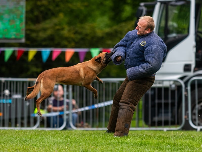 PC Paul Bubb, acting as a suspect, being stopped by police dog Raven.