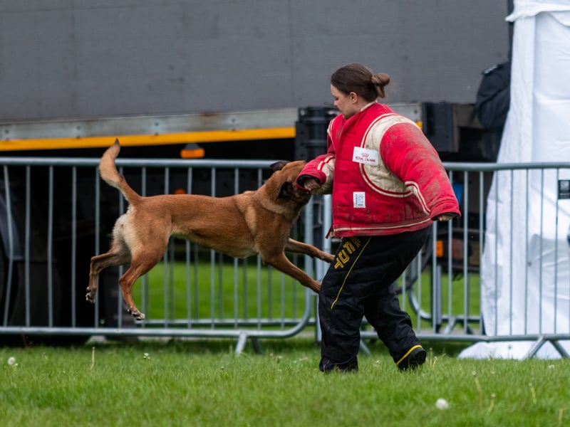 Dogs chased and detained pretend suspects and were tested on their courage during weapon attacks.