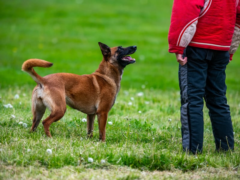 One of the key areas, Tracking, saw the dogs demonstrate their ability to track a person using their residual scent, recovering property on the way.
