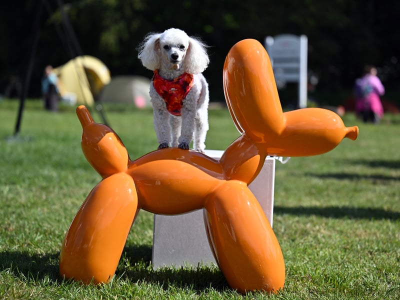 Dogs take part in activities at Goodwoof.