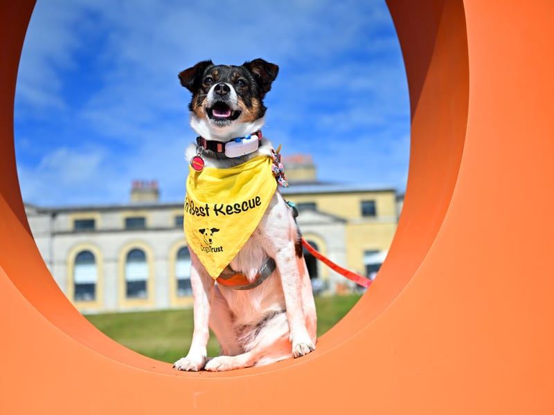 Dogs in attendance at Goodwoof, held at the Goodwood Estate in West Sussex.