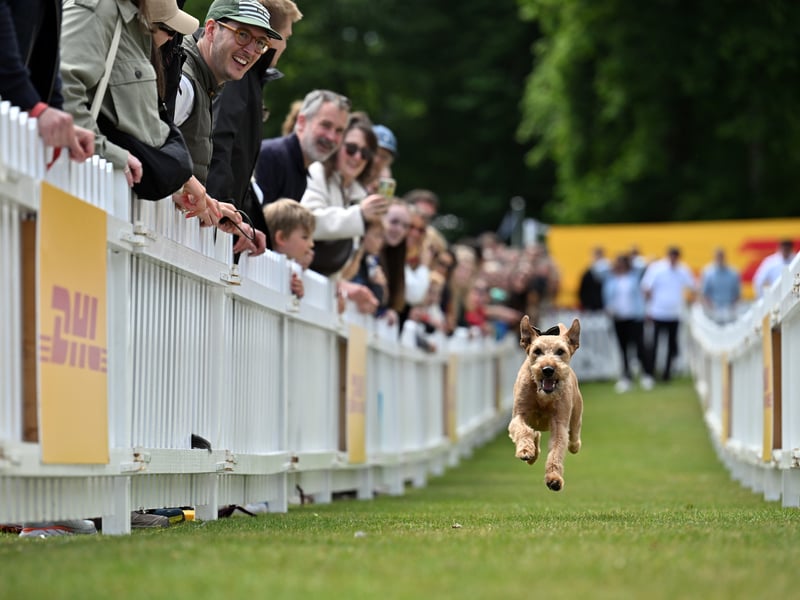 Dogs take part in activities at Goodwoof.