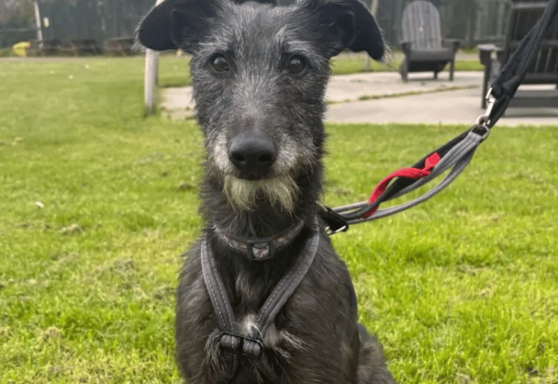 Pippa is a sweet girl who can be a little shy and timid to begin with but once given the chance to get to know you, she is an affectionate girl and a pleasure to be around. Pippa has found life at the shelter quite worrying and at times, particularly when she is in the kennels, but once she is away from the hustle and bustle of it all, you can see her relax and unwind.