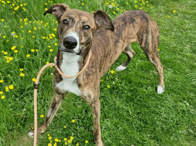 Joker is a very confident and friendly lad who really enjoys being around people and getting attention from people. His other favourite things are food and chasing a flirt pole! Joker walked into the shelter without a worry in the world, but does find being in a kennel a little stressful, he is always super grateful when he is brought out for his walks.