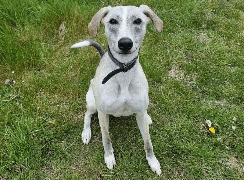 Goose is a lovely lad and, as the name suggests, a bit of a silly goose! He can initially be worried around new people/situations, but warms up quickly and is soon showing his fun side! Once he is comfortable with you, he enjoys being made a fuss of and spending time with his humans.