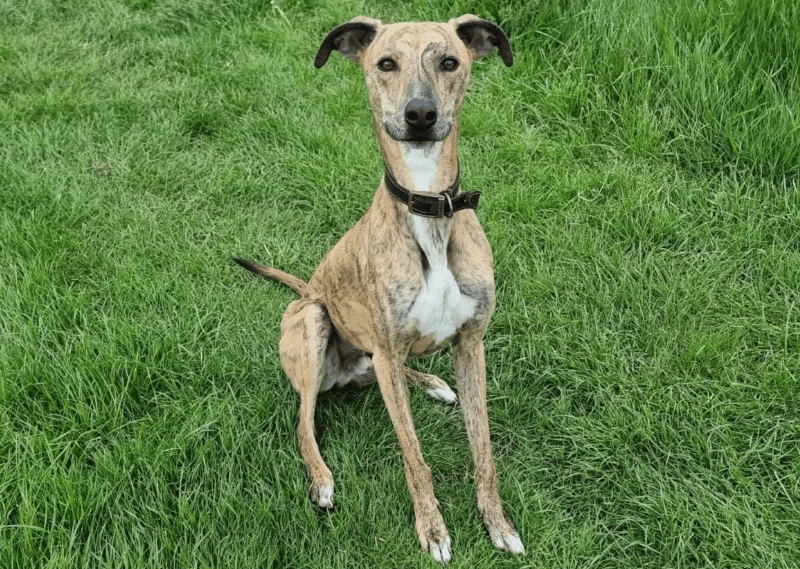 Axle is a lovely, sweet lad who can be quite timid. At the moment, staff aren't sure if this is just due to the shelter environment, he does seem to making good progress in building his confidence as time goes on. He has enjoyed playing with toys and seems to particularly like soft toys. He has been quite timid when meeting other dogs and typically chooses not to interact with them, so could work on some more confidence building in this area too.