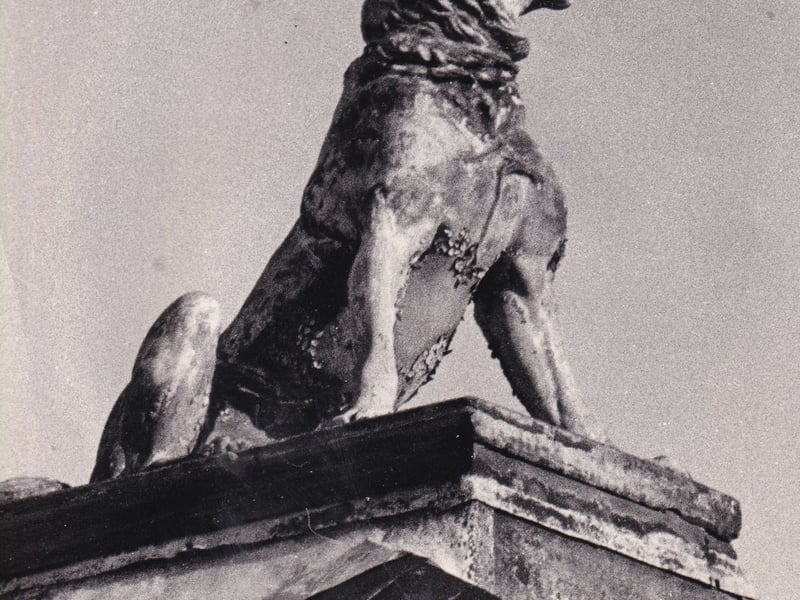 Did you ever notice this stone dog which sat on a building on Geldard Road? Pictured in November 1971.