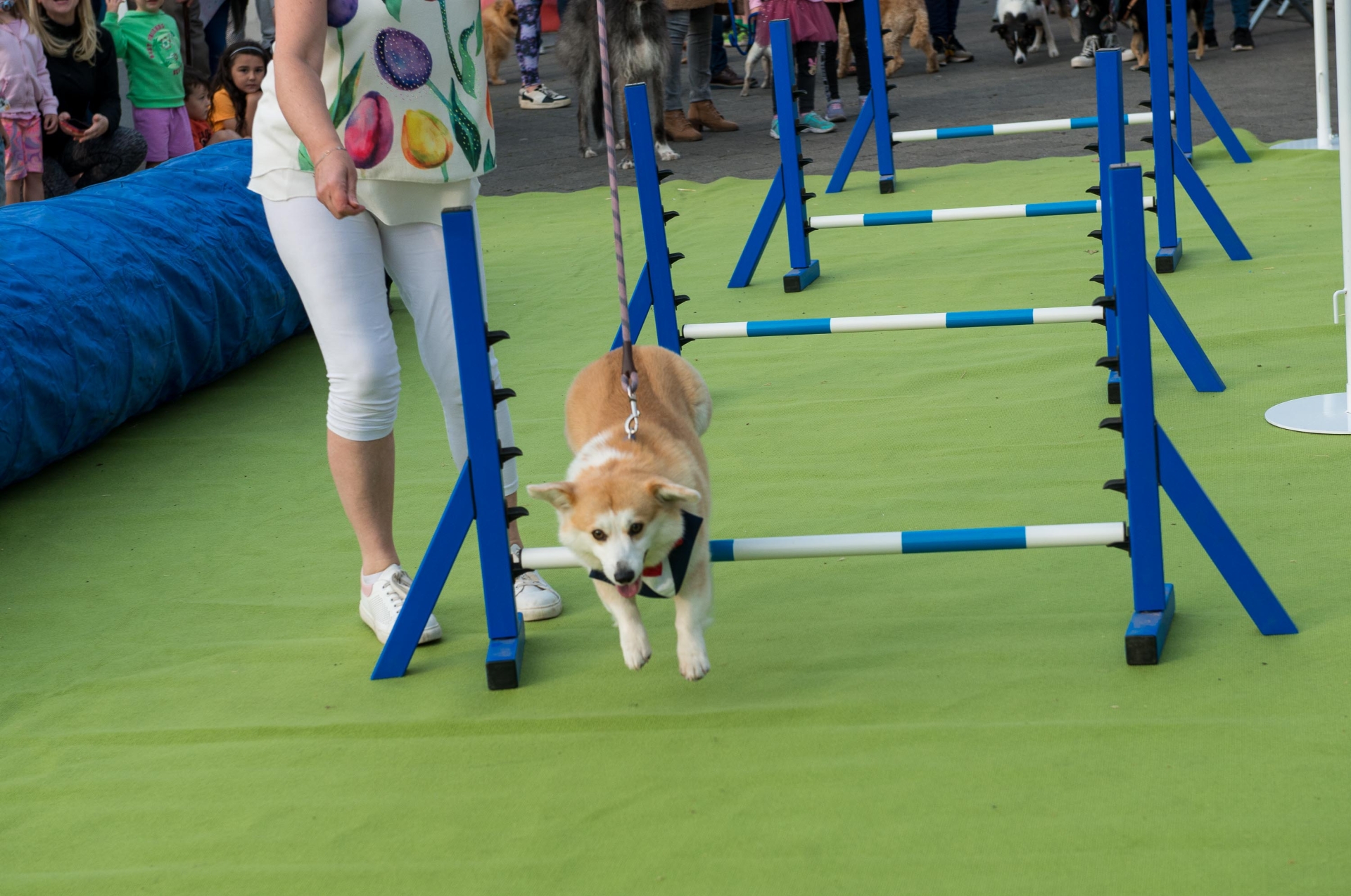 All photographs supplied by Marie Brennan. As part of this year's Kildare Derby Festival, 4 legged canine friends gathered to strut their stuff on the green carpet in Kildare Town Square on Thursday, June 29.   Sponsored by Kildare's' family run pet store, Mutz Nutz Petcare, Tri Equestrian and Kildare Dog Training Academy, the Derby Festival 'Pooch Parade' dog show drew large crowds of all ages to Kildare Town. With dog expert Martin Bailey judging the competition, all pups were put through their paces before the winners could be announced.  There were six categories and the winners of each were Ken Kelly and his dog Bella for the Downton Abbey Dog category, 19-year-old Coco won the Golden Oldies Category, the winner of the Rescued Rover was Lola from Carragh Rescue Care.   Chase came out on top of the Heinz 57's group and the Best Dressed Winner was Gus. Finally Penny won Best in Show and Kardashian Kanine. Her owners Jessica and Louise Jennings were thrilled.  