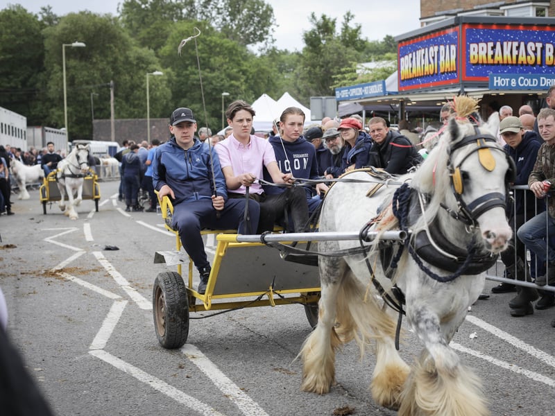 Brilliant pictures from the traditional Wickham horse fair.