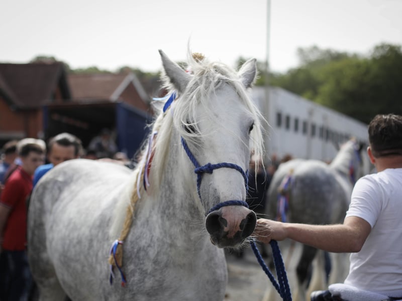 Brilliant pictures from the traditional Wickham horse fair.