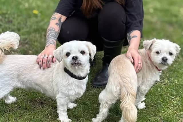 This incredibly loving Shih Tzu cross mother-and-son duo arrived as an emergency case after their owner became seriously ill. While Winston can be initially nervous around new faces, he quickly transforms into a sweet knee-climber, while his slightly deaf mum Lily absolutely loves to potter and sniff in the grass.