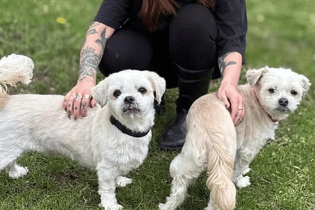 This incredibly loving Shih Tzu cross mother-and-son duo arrived as an emergency case after their owner became seriously ill. While Winston can be initially nervous around new faces, he quickly transforms into a sweet knee-climber, while his slightly deaf mum Lily absolutely loves to potter and sniff in the grass.