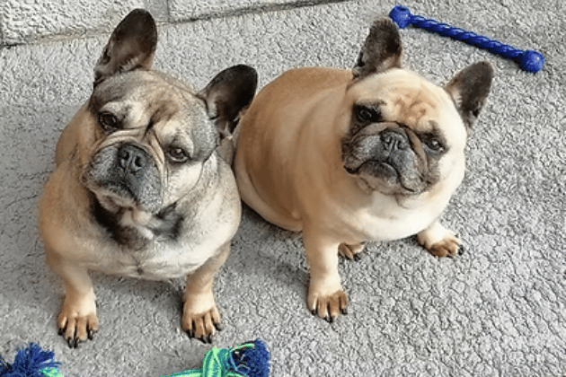 This Frenchie mum-and-daughter duo have tragically returned to the charity's care due to the terminal illness of their beloved owner. They are currently extremely stressed and struggling to eat in the kennels, needing an urgent, quiet retirement foster or forever home together where they can potter in the garden and receive plenty of knee cuddles.