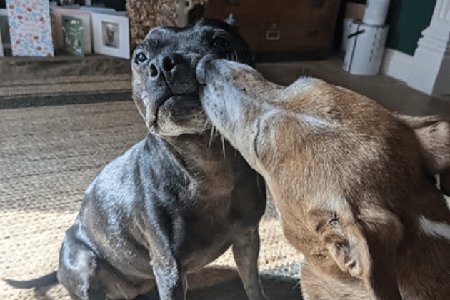 Arriving as an emergency case following the sad death of their owner, this comical and clean senior duo have spent five long months waiting for a breakthrough. They are currently thriving in a temporary foster home where they love snoozing in the garden and relaxing on the sofa, and they now desperately need a permanent, pet-free retirement home in Yorkshire where they can stay together.