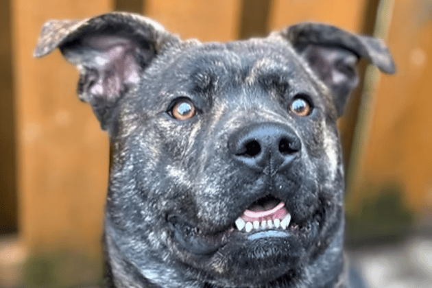 This gorgeous Staffy cross is a friendly, playful puppy who absolutely adores human contact. He already knows his basic commands but will need a committed owner with plenty of time for training, plenty of company, and an active home with older children or potentially a friendly spayed female dog.