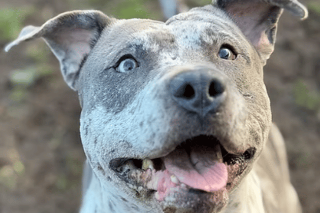 This beautiful bull breed came into care from the stray kennels following the tragic death of her young owner, who had loved and raised her from a puppy. Officially cleared by police as not a banned breed, this energetic goofball has overcome her bereavement and is now ready for an active, adult-only home where she can enjoy outdoor adventures, ball games, and long snoozes on the sofa.