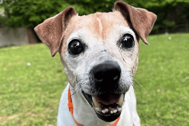 This active, comical Jack Russell was taken in via the dog warden after her beloved owner sadly passed away. Although partially deaf, she is no doddery senior; she absolutely lives for a tennis ball, walks beautifully, and is now searching for a retired individual or couple who can offer her plenty of knee cuddles and a secure garden.
