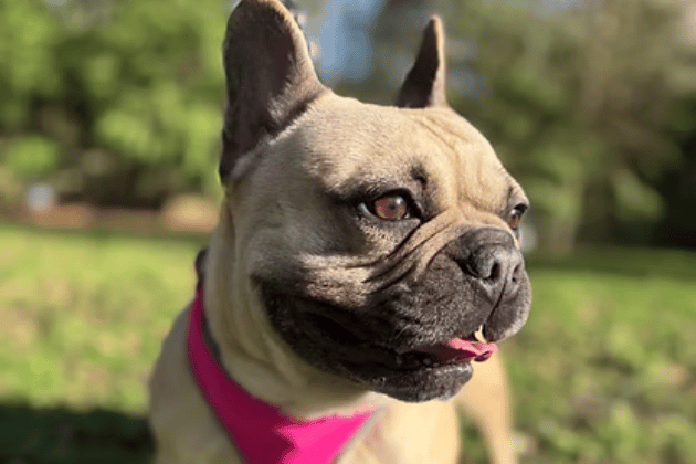 This gorgeous fawn Frenchie arrived from the stray kennels and is a sweet-natured, affectionate soul who craves human company above all else. She has likely been used for breeding in the past, but she is now ready to be the centre of someone's world and needs an attentive home with older children, where she won't be left alone for long periods.