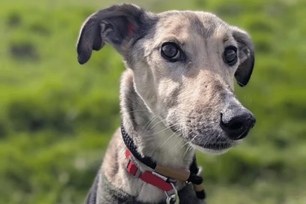 Arriving as an underweight emergency case from the stray kennels, this gentle, small Lurcher lady is a kind soul who has been building her strength up with extra meals. She walks like a dream, gets along beautifully with other dogs, and carries a heavy heart in the kennels, meaning she desperately needs a quiet, warm home where she can finally receive some TLC.