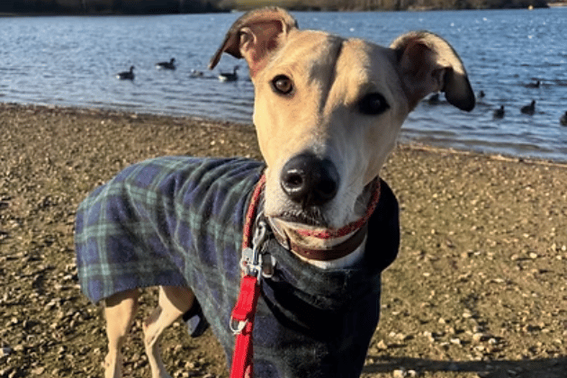 This handsome, larger-breed cross arrived as an urgent case from the dog warden after nobody came to claim him at the stray kennels. He is an exceptionally sweet and affectionate boy who literally almost falls asleep in your arms, walks beautifully with other dogs, and desperately needs a loving home with plenty of company and regular exercise.