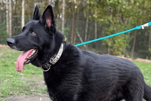 Left waiting in isolated stray kennels for 19 long months, this affectionate and loyal German Shepherd never receives any adoption interest. He absolutely craves human company, is a perfect gentleman with vets, and loves chasing balls, but he suffers from some mild shoulder arthritis and is reactive toward other dogs.