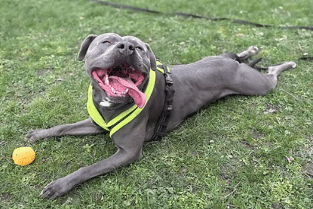 This large, handsome bull breed cross arrived from the stray kennels and is an exceptionally sweet goofball who absolutely craves human company. While he walks well on his lead and is completely "ball bonkers," he finds kennel life overwhelming and needs an experienced, adult-only bull breed home where he won't be left alone all day and can receive guidance for his bouncy, giddy nature.