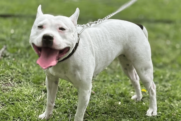 Adored by her owners since she was a puppy, this stunning, active Staffordshire Bull Terrier is looking for a new start after recently falling out with the other dog in her home. Full of character and boisterous energy, she is a true 'pocket rocket' who needs an active, experienced, adult-only home as the sole pet.
