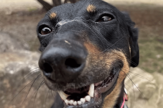 This gorgeous, affectionate Lurcher arrived as a stray and has won the hearts of everyone at the rescue with her fun-loving nature and absolute love for cuddles. She desperately needs a quiet foster or forever home to recover in so she can finally undergo surgery to remove an infected salivary gland, which the charity will fully fund.